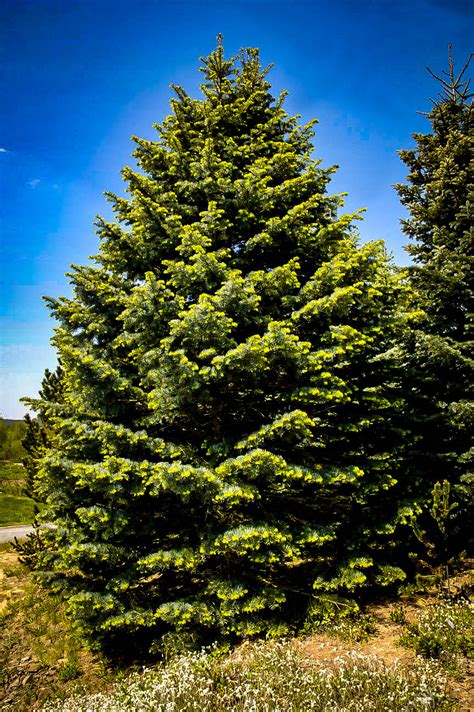 Rocky Mountain Bristlecone Pine Trees For Sale | The Tree Center™