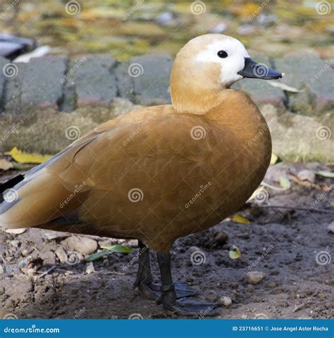 Soft brown feathers duck stock image. Image of grass - 23716651