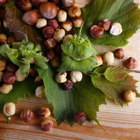 American Hazelnut Trees for Sale | BrighterBlooms.com