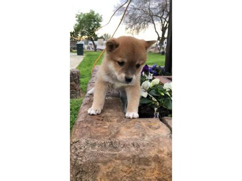 3 beautiful females Shiba Inu puppies for sale Sacramento - Puppies for ...