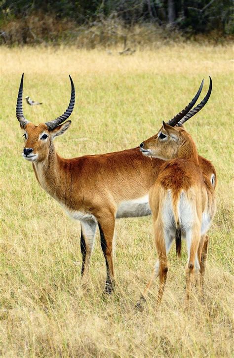 Red lechwe antelope, Namibia in 2020 | Namibia, Beautiful creatures, Cute animals