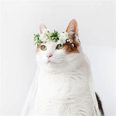 Cat Lover Wedding Ideas You Need to See Right Meow - Tidewater and ...