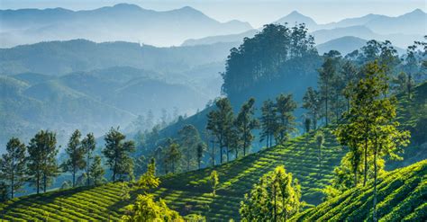 All About the Nilgiri Tea Region - Harney & Sons Fine Teas