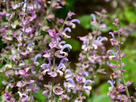 Clary Sage Plant - How To Grow Clary Sage