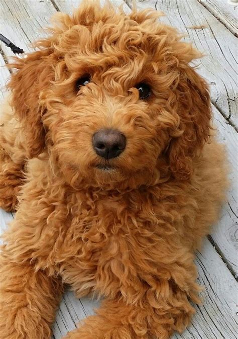 Finlee... The Mini Goldendoodle | Doodle dog breeds, Goldendoodle, Dogs