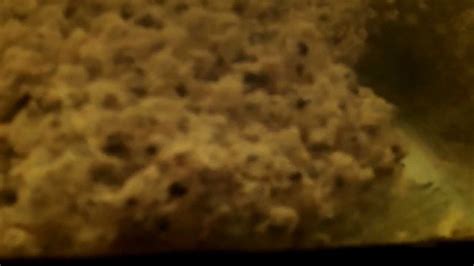 frog eggs hatching - YouTube