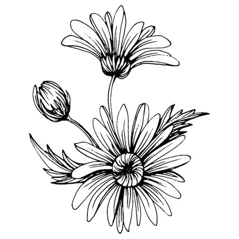 Premium Vector | Chamomile by hand drawing daisy wheelxafloral tattoo highly detailed in line ...