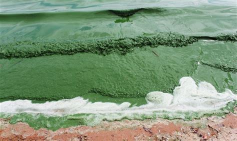 Toxic Algae Blooms Threaten Humans and Marine Animals: How We Can Make ...