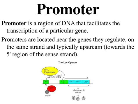 PPT - Promoter PowerPoint Presentation, free download - ID:2683501