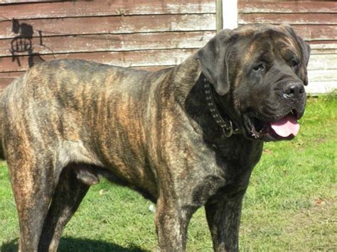 Brindle English Mastiff For Sale | PETSIDI