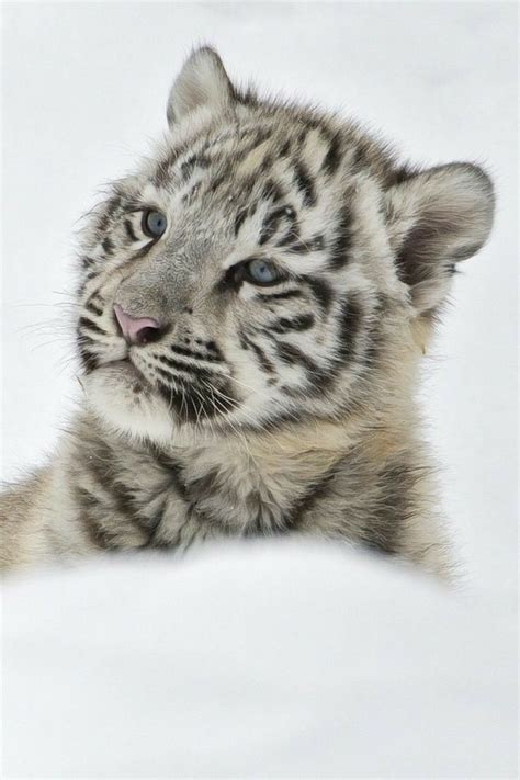 "Snow tiger so beautiful" | Cute animals, Snow tiger, Cute baby animals