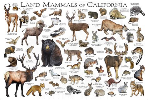 Mammals of California Poster Print / California Mammals Field - Etsy