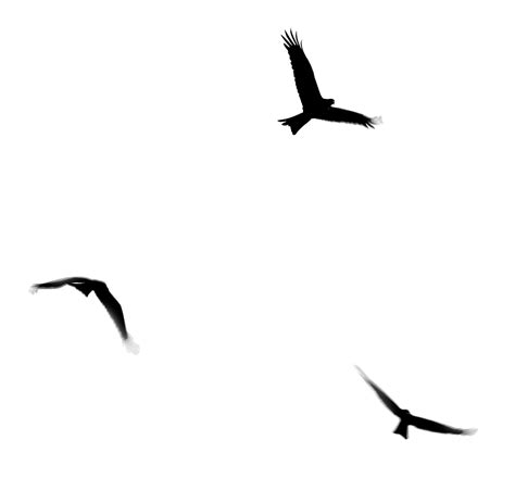 Flying Bird PNG Transparent Flying Bird.PNG Images. | PlusPNG