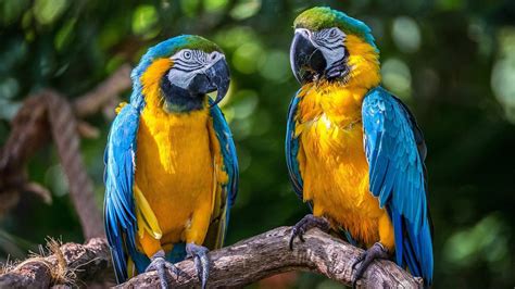 Macaw Wallpapers - Wallpaper Cave