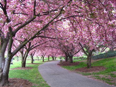 the pink cherry blossom trees are magical at the festival in NYC at the Brooklyn Botanical ...