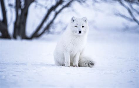 Wallpaper Winter, Snow, White, Animal images for desktop, section животные - download