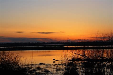 Silhouette | what is that bird?! Any ideas?! This is the Hor… | Flickr