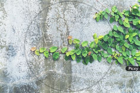 Image of Ivy leaves on loft style wall in Thailand-EC000632-Picxy
