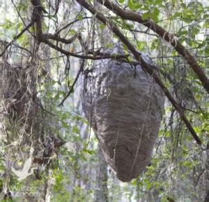 Large baldfaced hornet nest discovered at Eden Gardens State Park ...