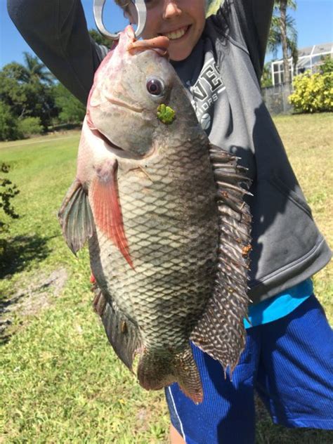 Huge Blue Tilapia? caught in Florida (Palm City) | MonsterFishKeepers.com