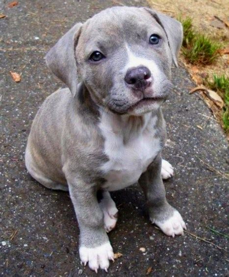 Pitbull and Lab Mix Puppies | Pitbull Puppies