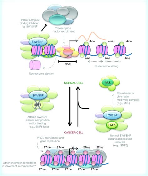 The SWI/SNF chromatin remodeling complex plays a key role in... | Download Scientific Diagram