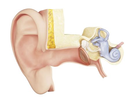 Eardrum: Anatomy, Function, and Treatment