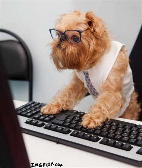 Dog With Glasses On Computer Meme