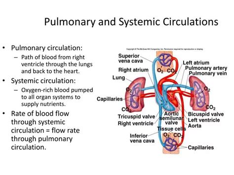 PPT - Pulmonary and Systemic Circulations PowerPoint Presentation, free download - ID:2829366