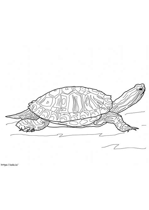 Red Eared Slider Turtle Coloring Page Sketch Coloring - vrogue.co