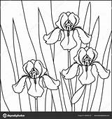 Iris Coloring Pages sketch template