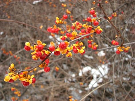 Celastrus orbiculatus (Asian Bittersweet, Chinese Bittersweet, Oriental Bittersweet) | North ...