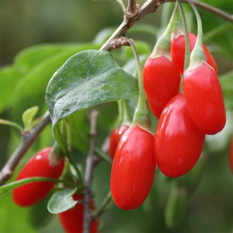 Polynesian Produce Stand : ~GOJI BERRY~ Lycium barbarum WOLFBERRY Himalayan SuperFood Live sm ...