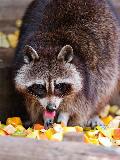 Raccoon eating fruits | Here is a cute raccoon eating many f… | Flickr