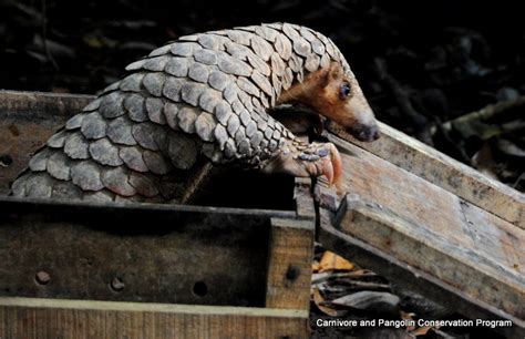 EDGE Blog » Plight of the pangolin: all eight species to move up EDGE list