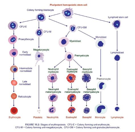 Erythropoiesis - Physiology Notes | PDF, PPT Slides