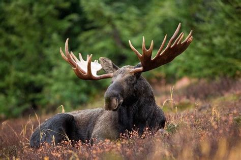 Predators Of Moose: Know All About The Most Common Animal Predators