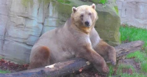 9 Grolar Bear Facts (Aka 'Pizzly Bear') - Fact Animal