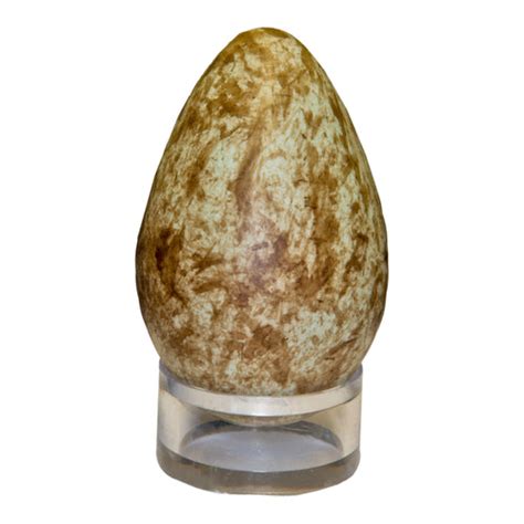 Raven Egg (49mm) For Sale – Skulls Unlimited International, Inc.