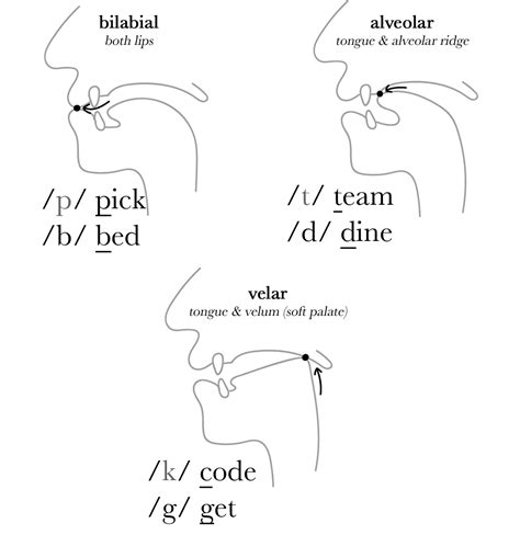 Plosive Consonant Sounds - The Sound of English