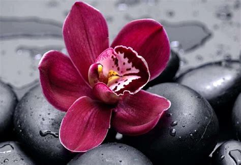 🔥 Download Purple Orchid Wallpaper Orchids by @melissam3 | Purple Orchid Wallpaper, White Orchid ...