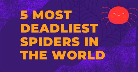 Top 5 Deadliest Spiders in the World and spider Habitat - Spiders ...