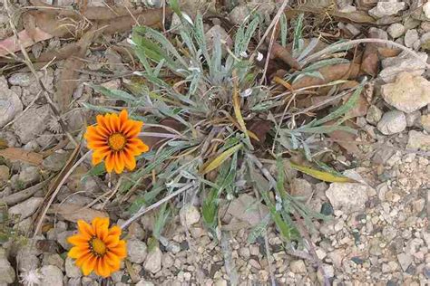 Gazania rigens