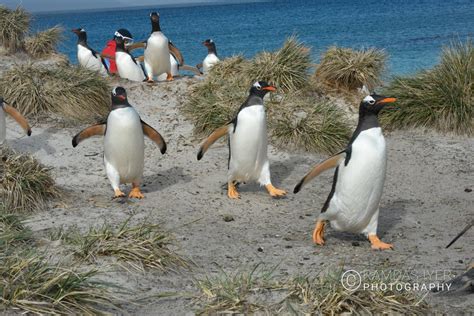 Falkland Islands Wildlife – Ramdas Iyer Photography