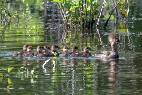 Hooded Merganser and Her Ducklings DWF0200 Photograph by Gerry Gantt