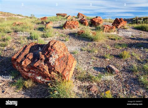 USA, Arizona, Holbrook, Petrified Forest National Park, Petrified wood ...