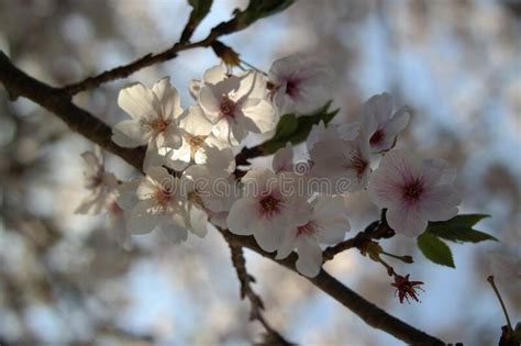 Cherry blossom stock image. Image of flower, spring - 232088367