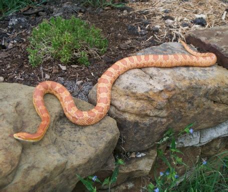 ALBINO CORN SNAKE 4.1 - Oklahoma Zoo Safari USA