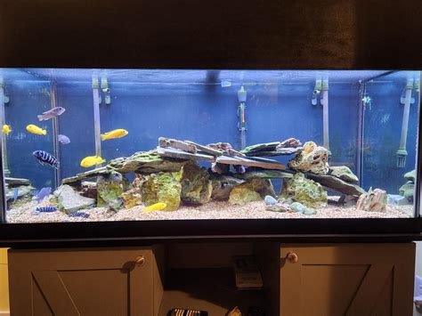 Added some more rocks to my 75 gallon mbuna tank : r/Cichlid