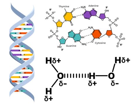 Hydrogen bonding in life - Labster